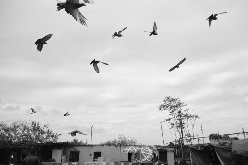 © Ali Rıza Yıldırım - Feral pigeons attracted to the market grounds by the caged pigeons that are flown from time to time.