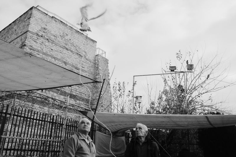 © Ali Rıza Yıldırım - A pigeon taking flight while tethered by a string to its foot.