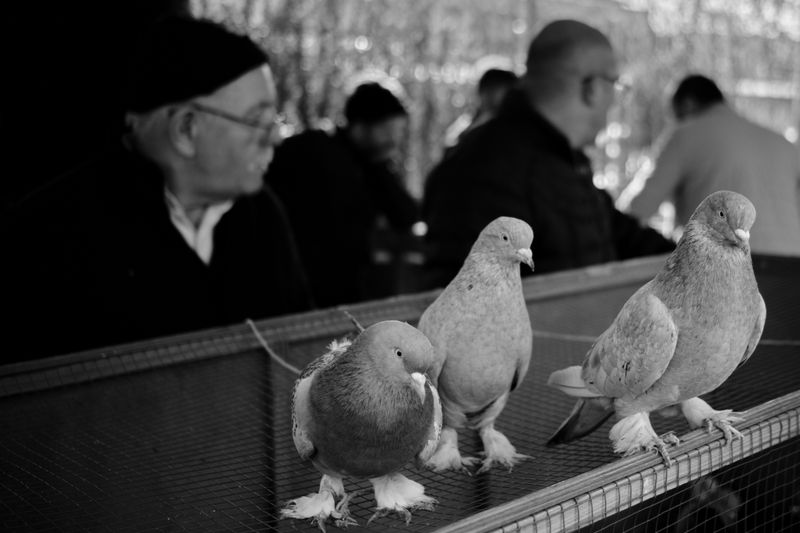 © Ali Rıza Yıldırım - Pigeons with their feet tethered are displayed on top of the cage.