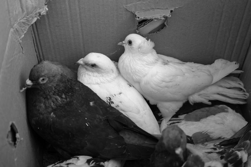© Ali Rıza Yıldırım - Image from the Istanbul Edirnekapı Bird Bazaar photography project