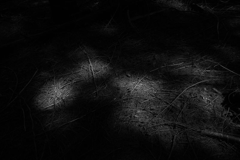 © Alice Jankovic - Title: Footprints of light in the woods