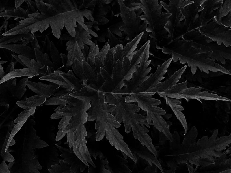 © Alice Jankovic - Title: Undergrowth