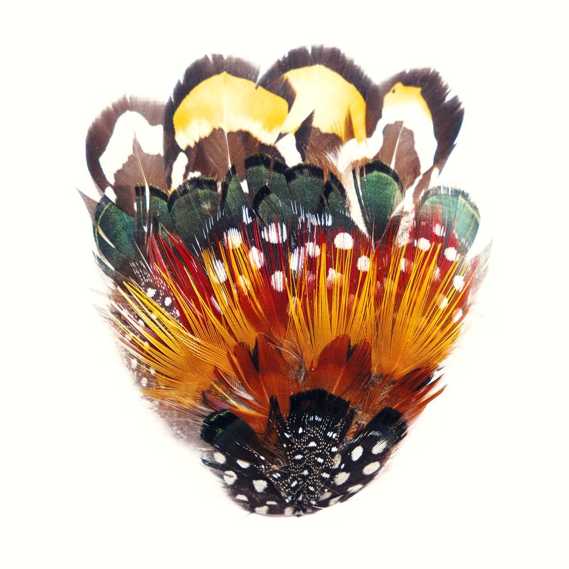 © Alice Jankovic - Title: Feather