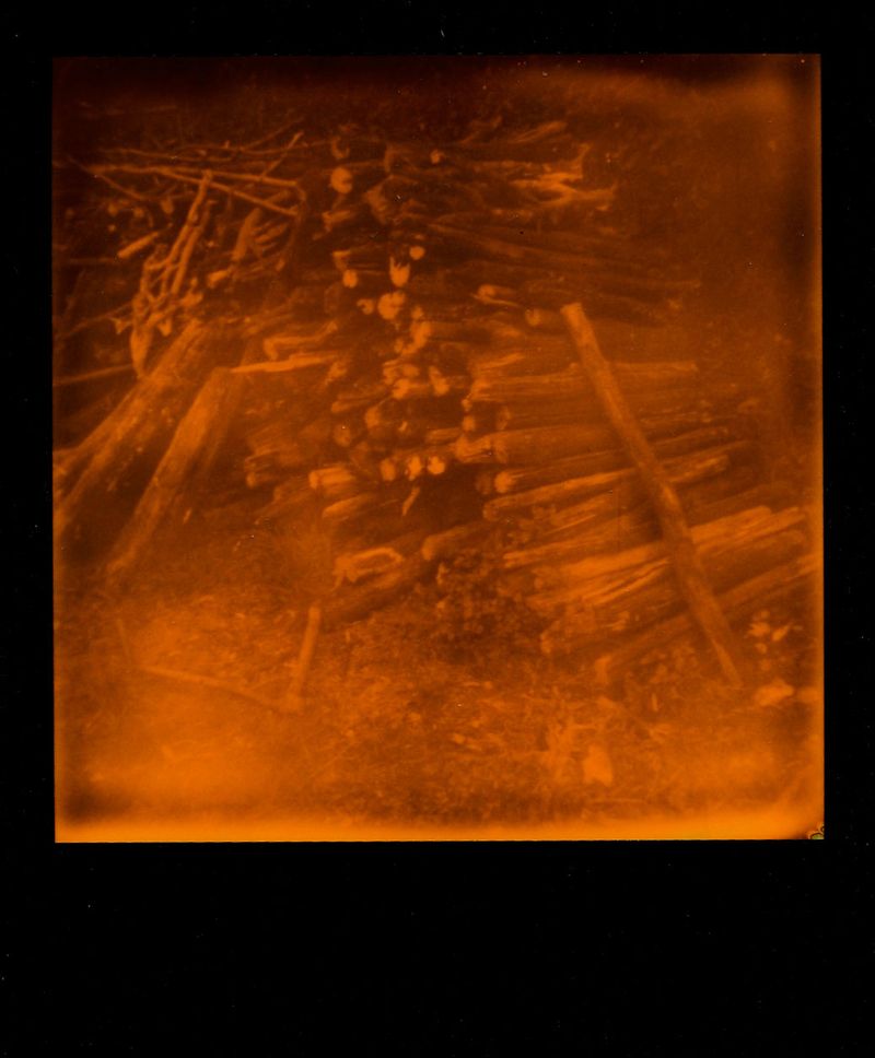 © Alice Jankovic - Title: Scent of cut wood