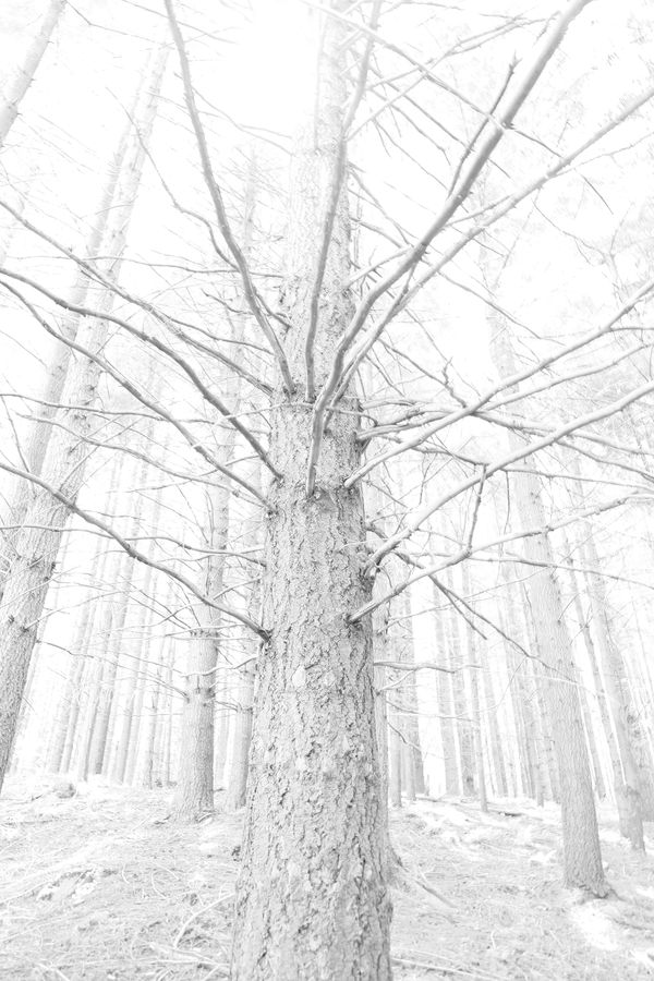 © Alice Jankovic - Title:White Forest