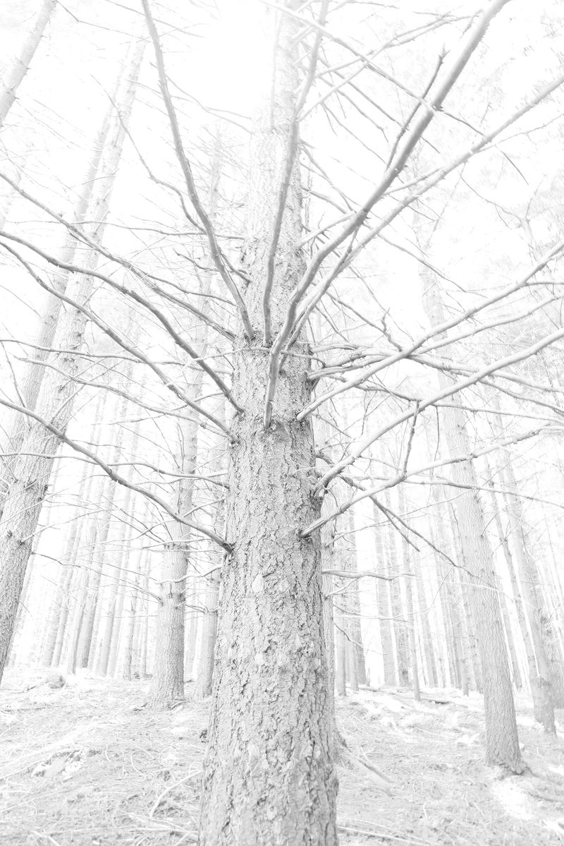 © Alice Jankovic - Title:White Forest