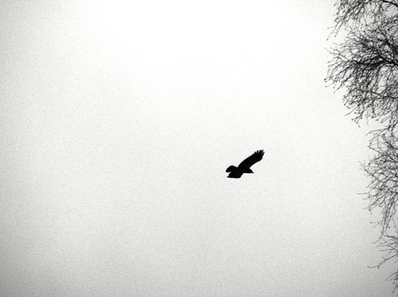 © Alice Jankovic - Title: Like a bird