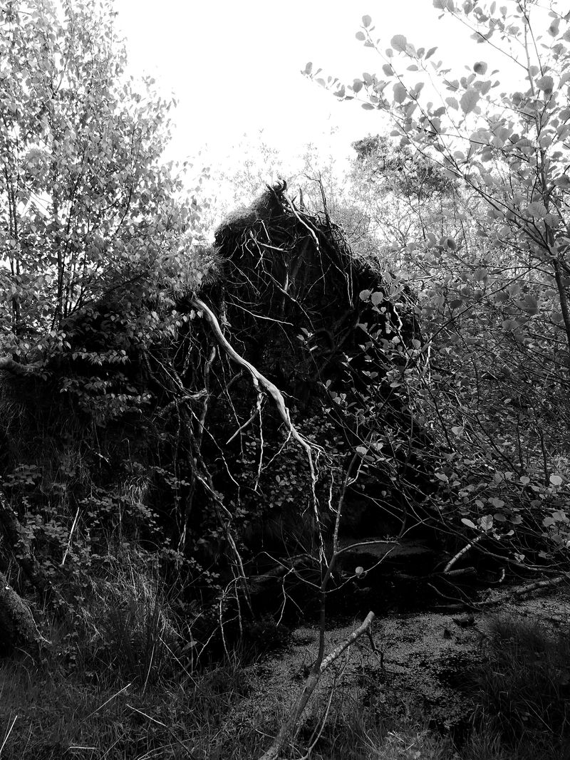 © Alice Jankovic - Title: Roots