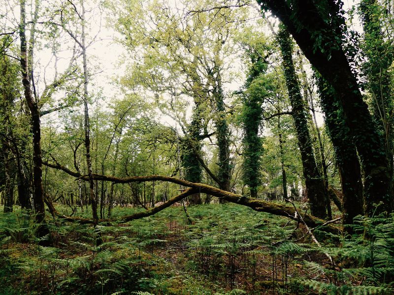 © Alice Jankovic - Title:Inside the woods