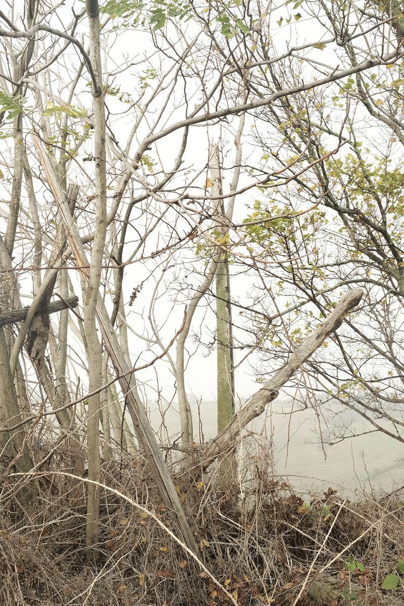 © Alice Jankovic - Similitudes