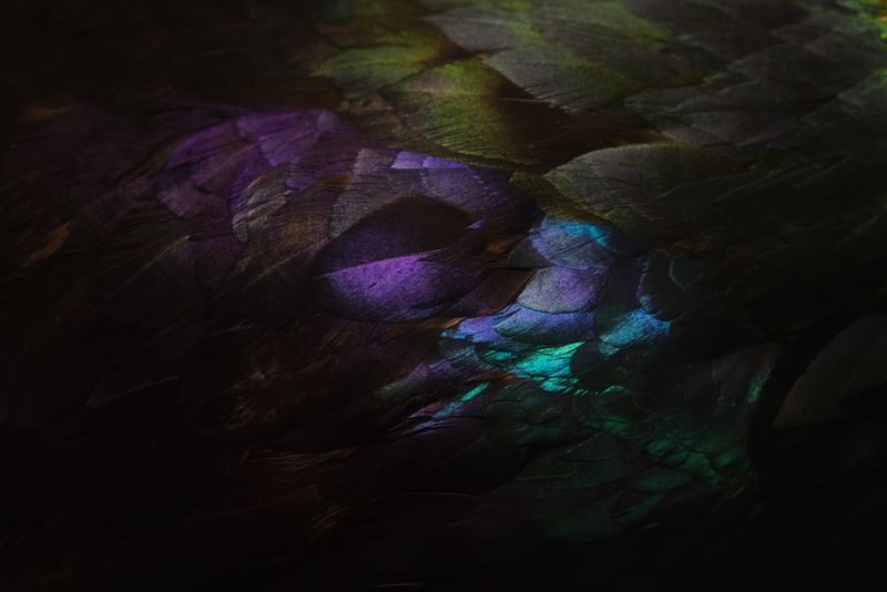 © Alice Jankovic - Image from the Icarus photography project