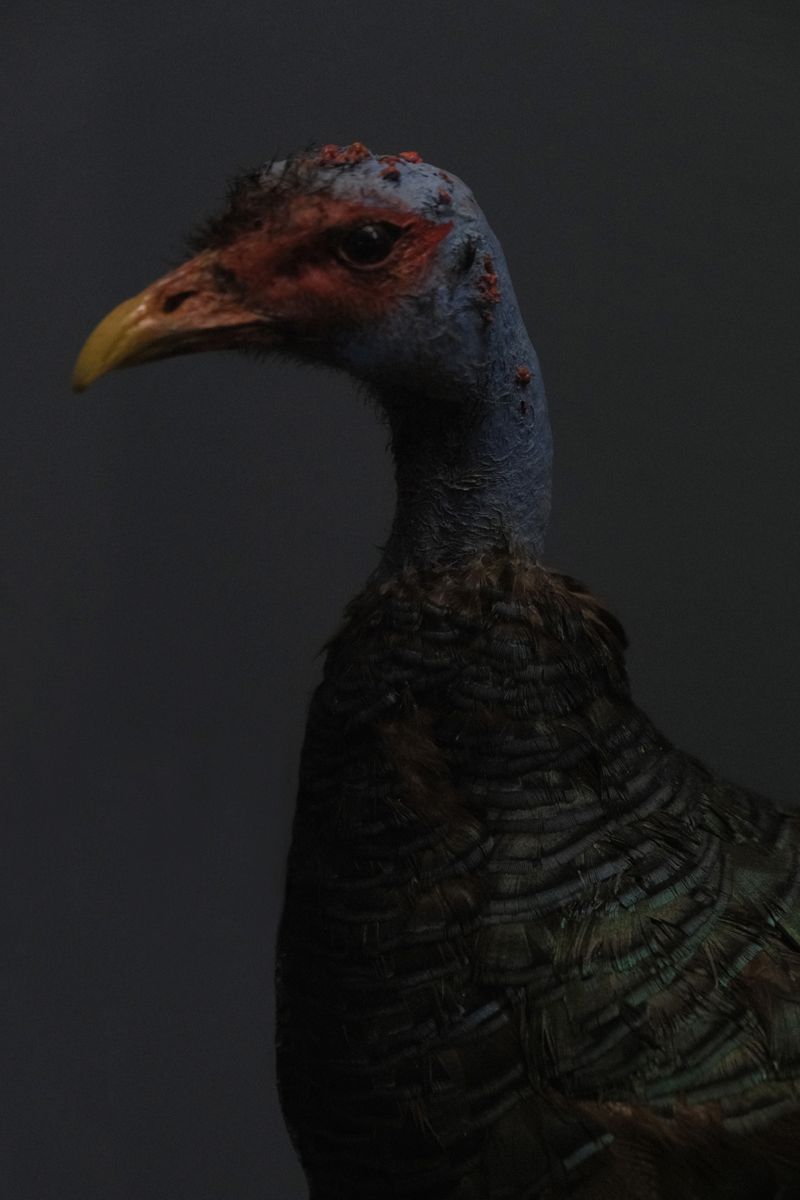 © Alice Jankovic - Image from the Icarus photography project