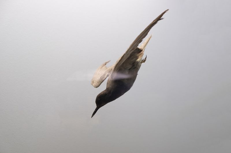 © Alice Jankovic - Image from the Icarus photography project