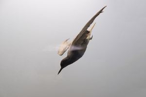 Icarus