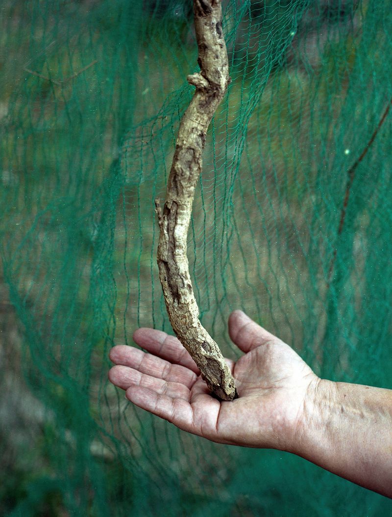 © Alice Jankovic - Image from the Spaesaggio photography project