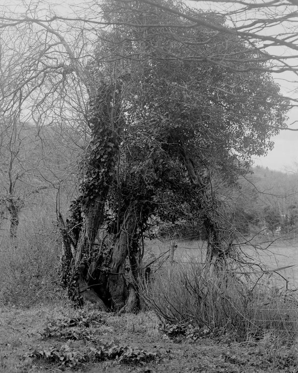 © Sabine Hess - Image from the You Felt the Roots Grow photography project