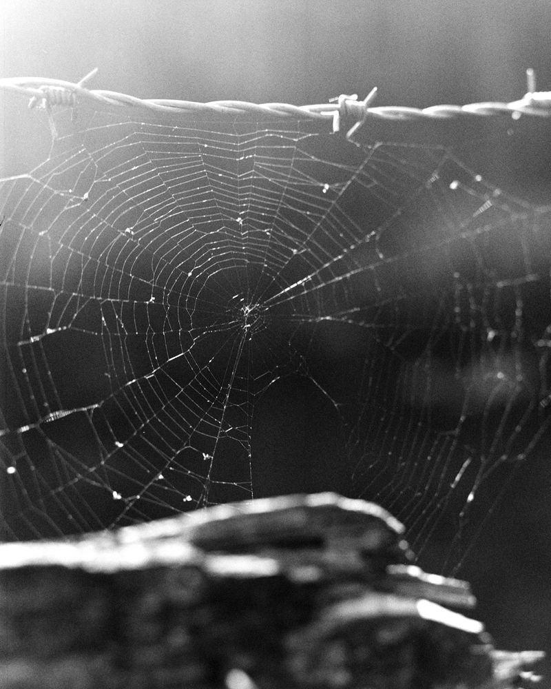 © Sabine Hess - Image from the You Felt the Roots Grow photography project