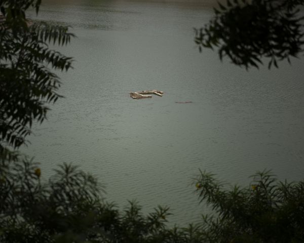 © Alejandra Arévalo - Image from the Blood under the sundown light photography project