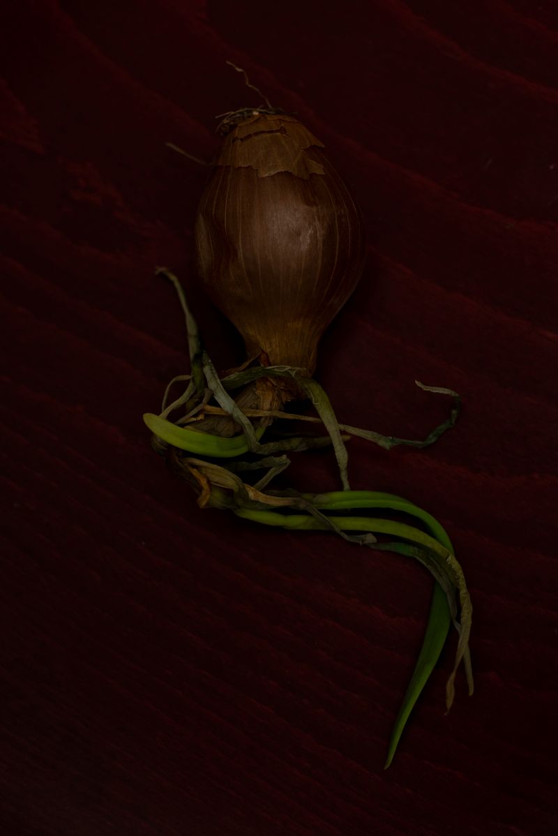 © Alejandra Arévalo - My mom told me that my father loved to eat raw onion. I used to think that it was a raw onion that killed him.