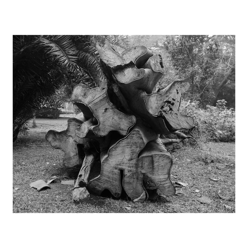 © Sam Mohan - Torso