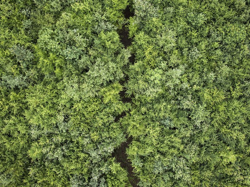© Rocco Rorandelli - 10 July 2016. Kotur, Sisak, Croatia. A mined forest.