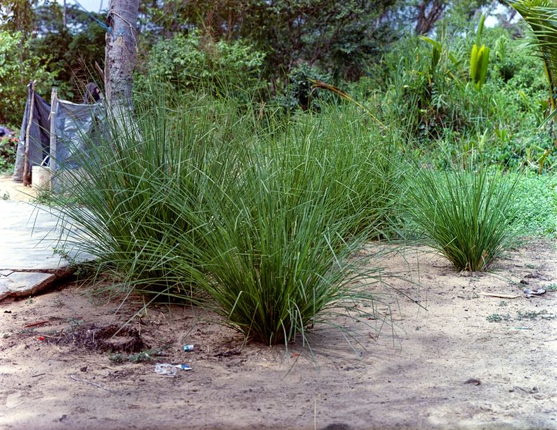 © Kelly-Ann Bobb - Vetiver Grass  grown in the yard where 10 Warao families live. The grass is grown and used to make baskets and other grafts.