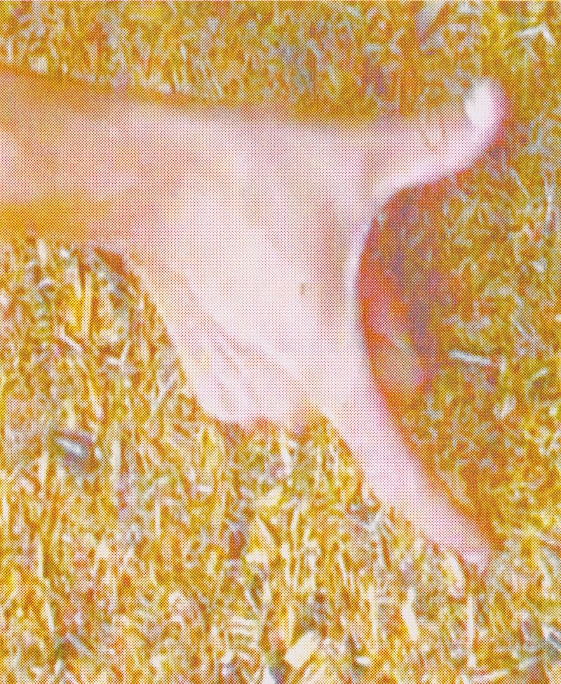 © Jasmine Färling - Image from the Nothing is true, everything is possible photography project