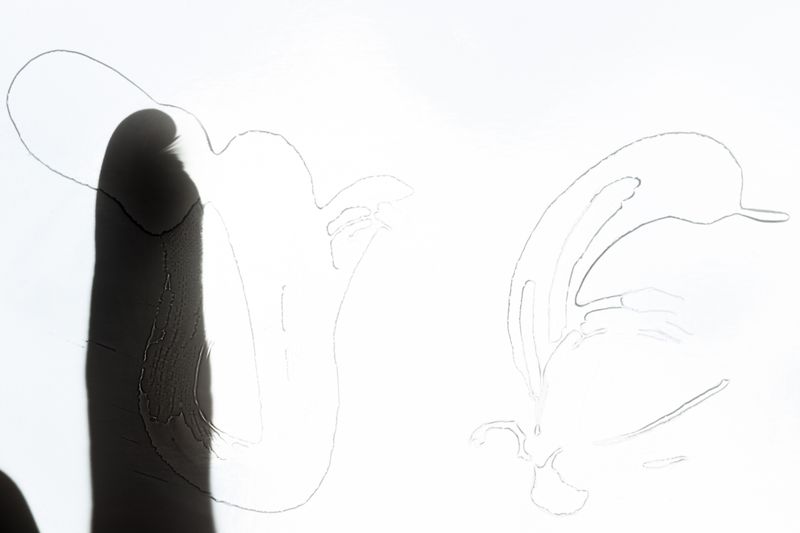 © Aga Paulina Młyńczak - Trans-Late in Oil