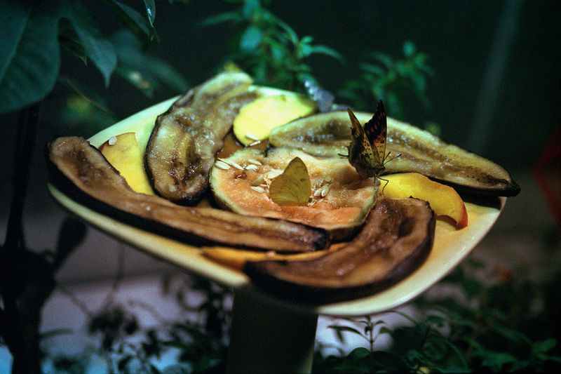 © Logan  White - Image from the Another Day, Another Rose Garden photography project