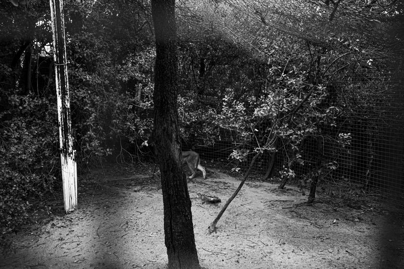 © Ellie Beresford - Familiar tracks created by a lonely caracal.