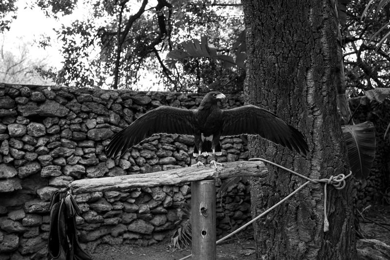 © Ellie Beresford - This hawk spends the day tethered to this stump, only moving to be a prop in a selfie.