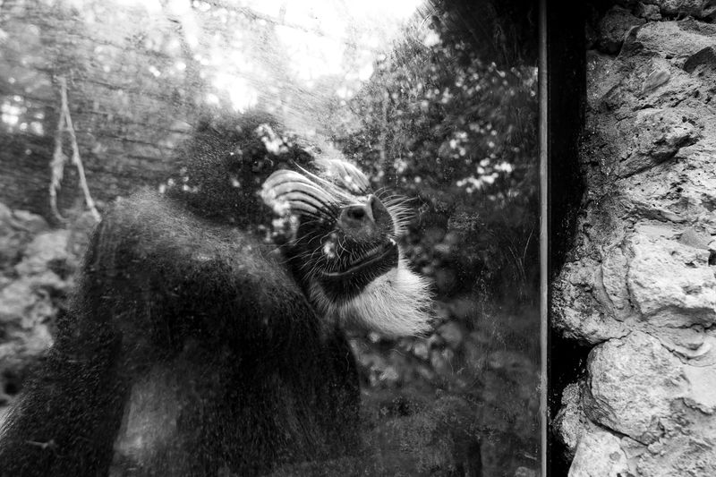 © Ellie Beresford - Not-so-distant relative.