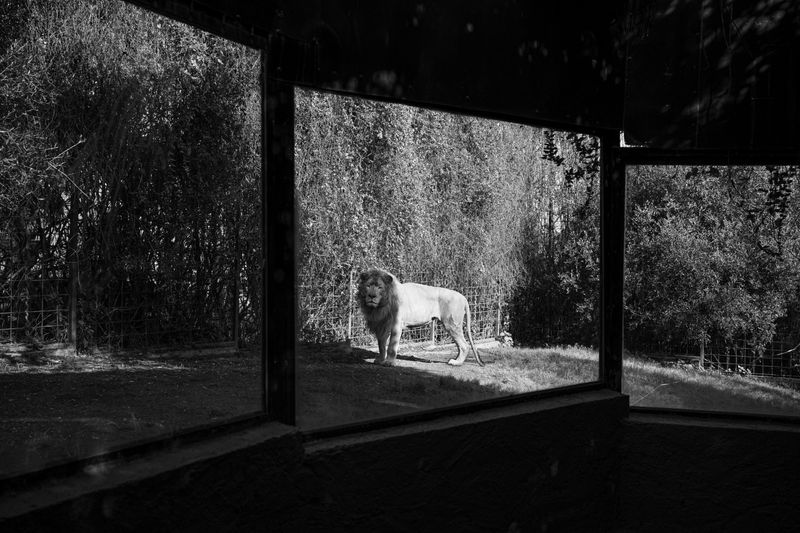 © Ellie Beresford - King of the zoo.