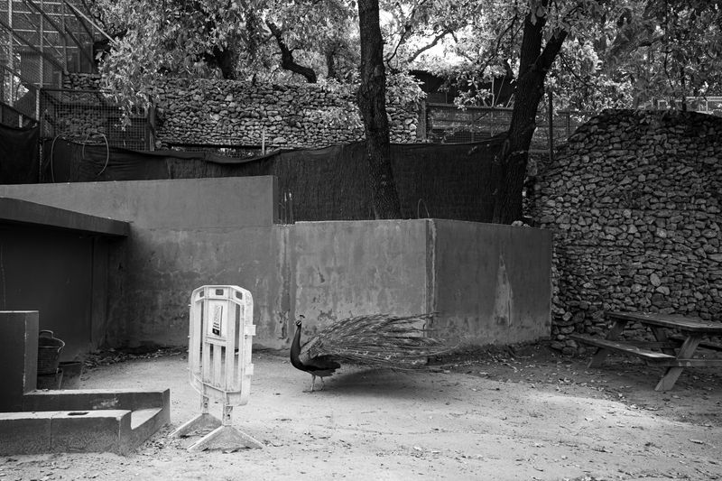© Ellie Beresford - A tame peacock roams freelythrough a zoo full of wild animals.