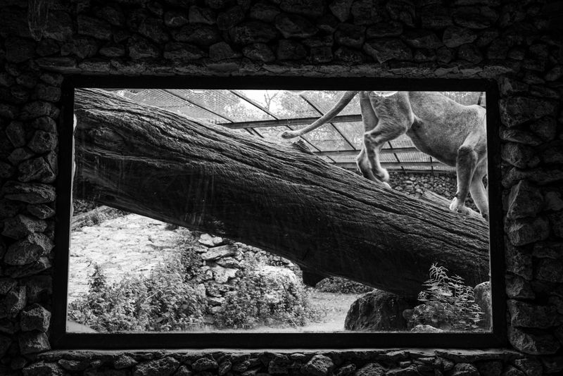 © Ellie Beresford - A lioness prowls her pit-likeenclosure.