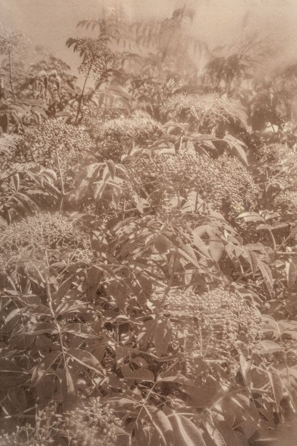 © Eleanor Oakes - Bandhu Gardens (9)