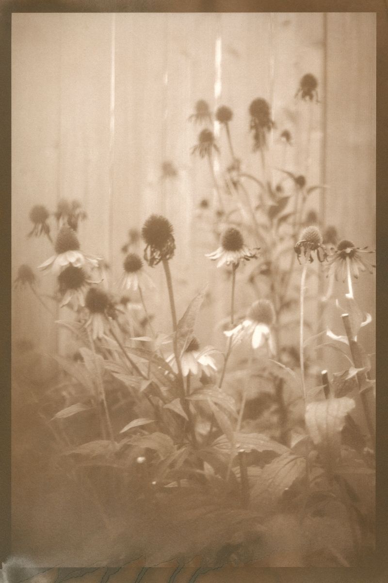 © Eleanor Oakes - Jamie's Garden (1), 2023. 9x13.5" Salted paper print made with breastmilk.