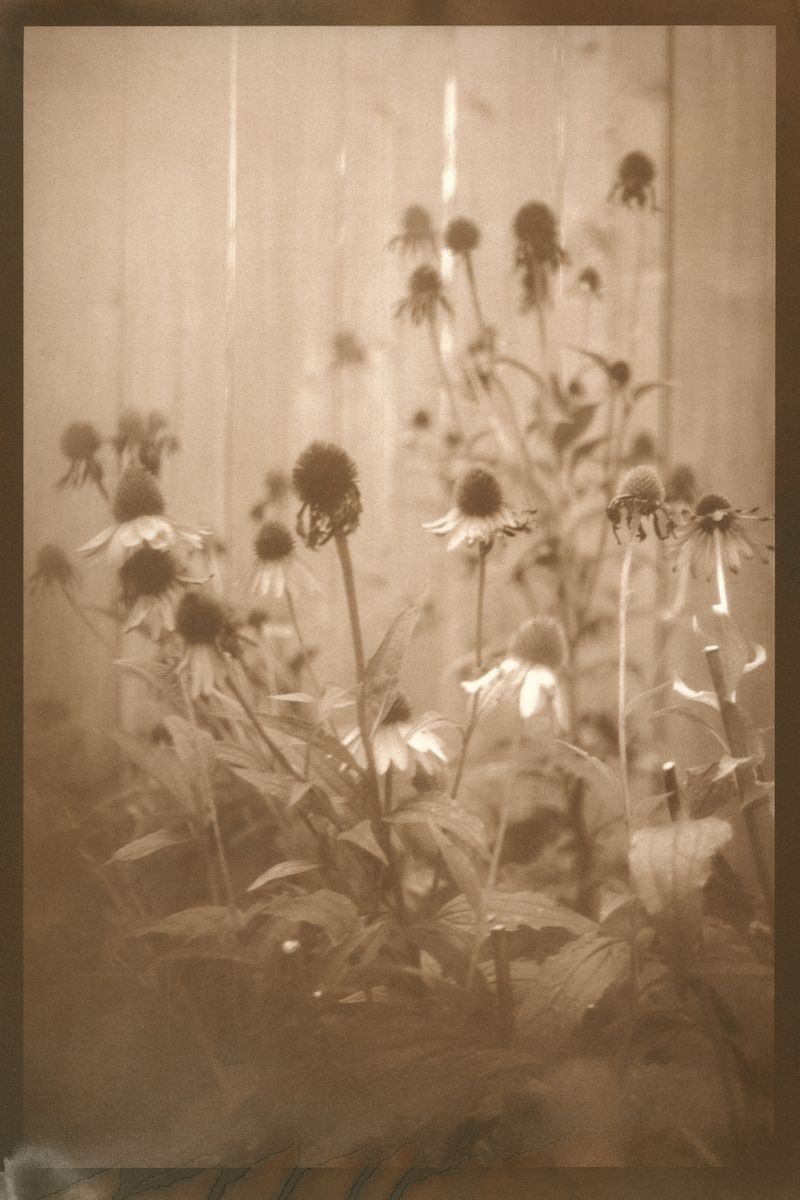 © Eleanor Oakes - Jamie's Garden (1), 2023. 9x13.5" Salted paper print made with breastmilk.