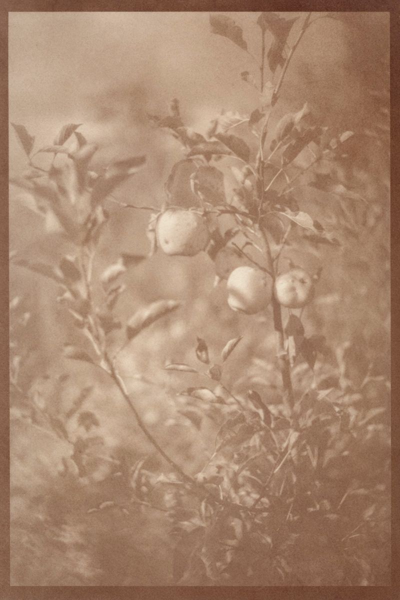 © Eleanor Oakes - Bandhu Gardens (4), 2023. 9x13.5" Salted paper print made with breastmilk.