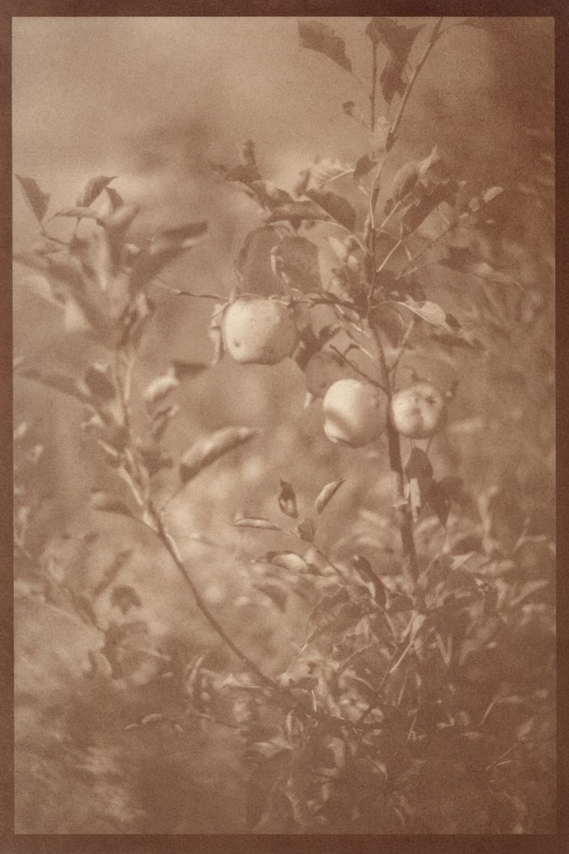 © Eleanor Oakes - Bandhu Gardens (4), 2023. 9x13.5" Salted paper print made with breastmilk.