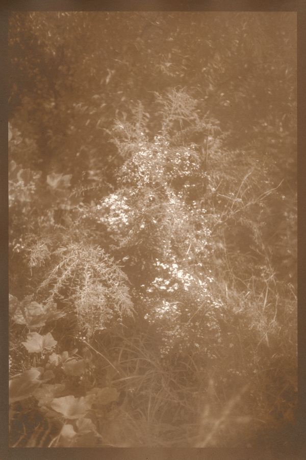 © Eleanor Oakes - Bandhu Gardens (2), 2023. 9x13.5" Salted paper print made with breastmilk.