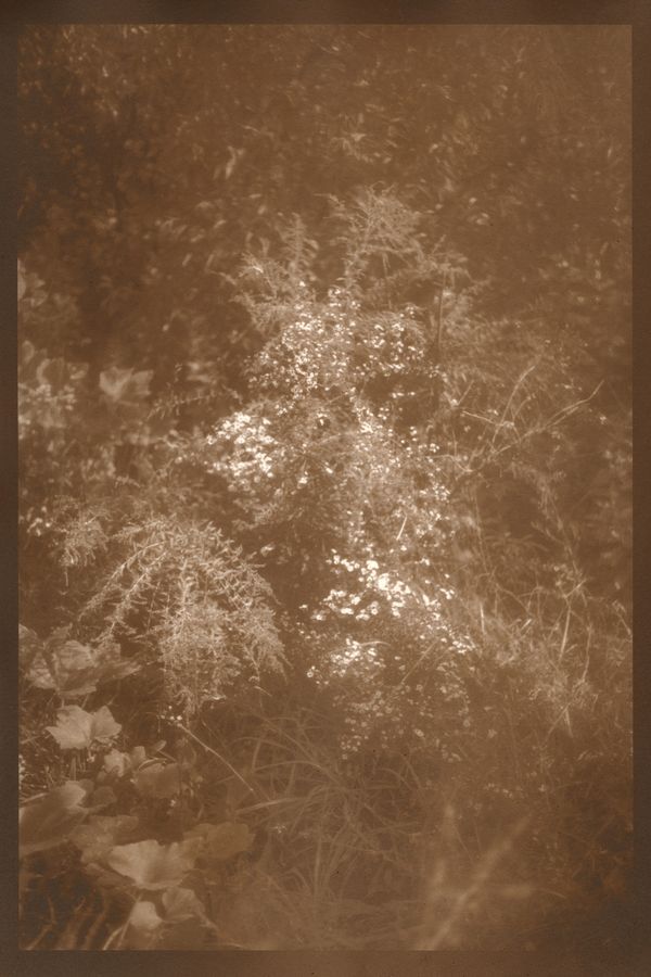 © Eleanor Oakes - Bandhu Gardens (2), 2023. 9x13.5" Salted paper print made with breastmilk.