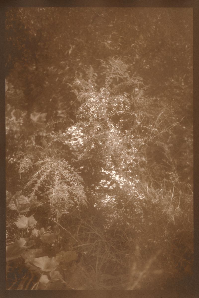 © Eleanor Oakes - Bandhu Gardens (2), 2023. 9x13.5" Salted paper print made with breastmilk.