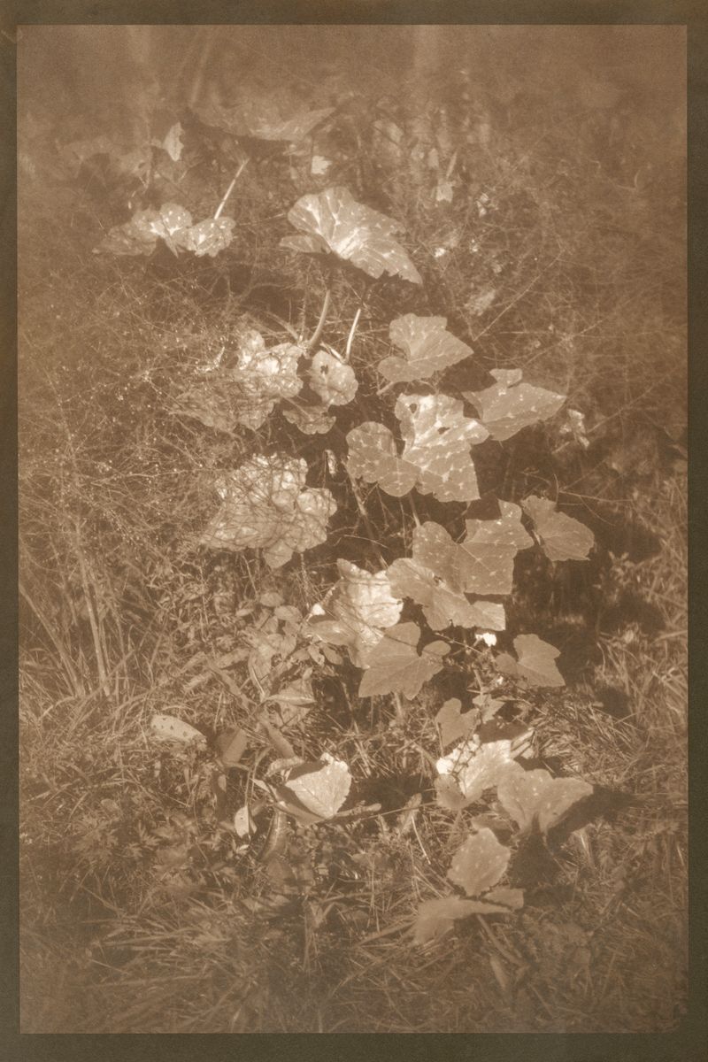 © Eleanor Oakes - Bandhu Gardens (3), 2023. 9x13.5" Salted paper print made with breastmilk.