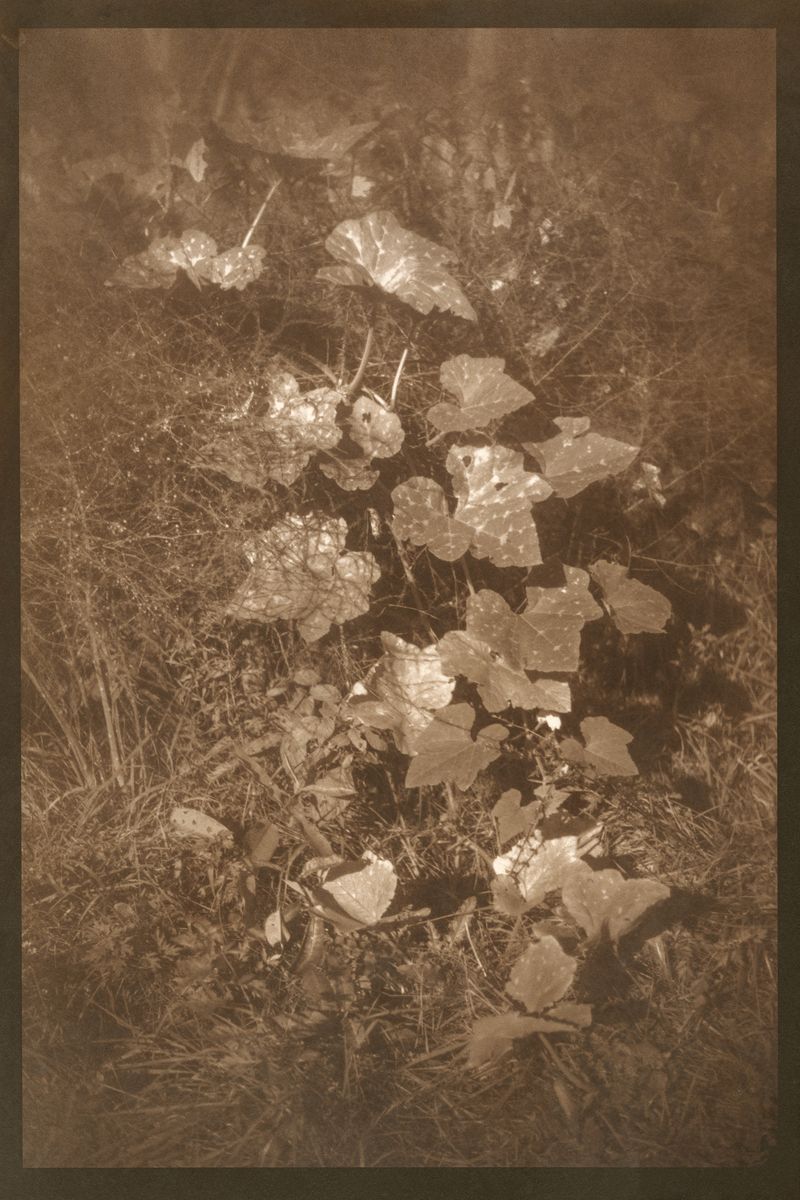 © Eleanor Oakes - Bandhu Gardens (3), 2023. 9x13.5" Salted paper print made with breastmilk.