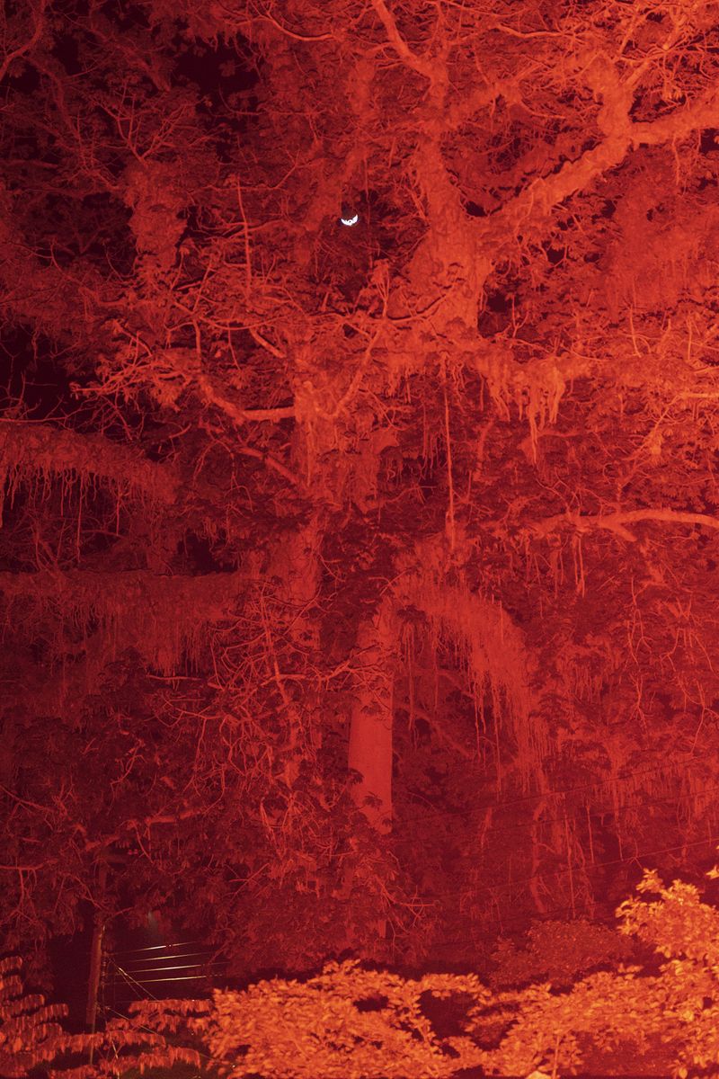© Federico Vespignani - A big dead tree stands in the middle of the neighborhood. The tree's trunk is bullet-riddled from various shootings.