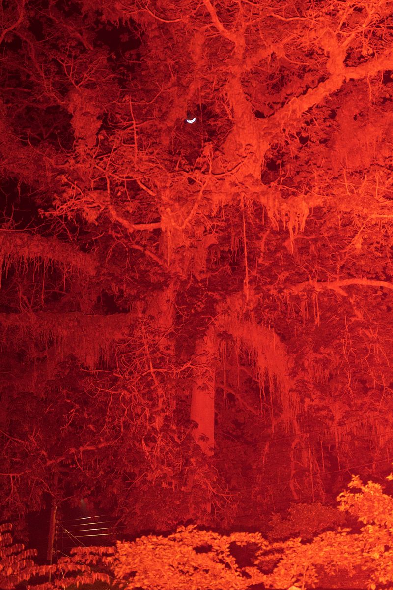 © Federico Vespignani - A big dead tree stands in the middle of the neighborhood. The tree's trunk is bullet-riddled from various shootings.