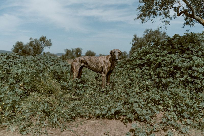 © Maria Portaluppi - Image from the Buena cama, pan duro y tierra llana (Nice bed, hard bread and flat land) photography project