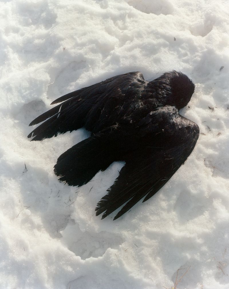 © Teo Becher - Landing, Calgary