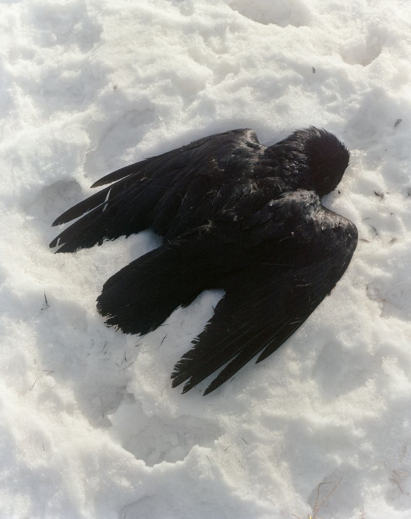 © Teo Becher - Landing, Calgary